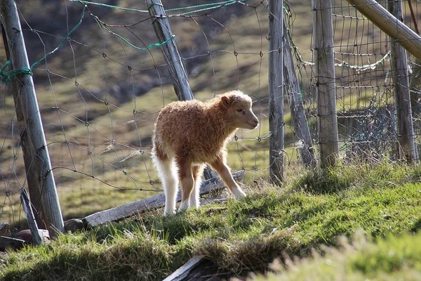 Fåren på Färöarna — Stockfoto