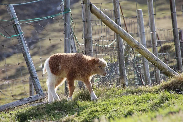 Pecore nelle Isole Faroe — Foto Stock