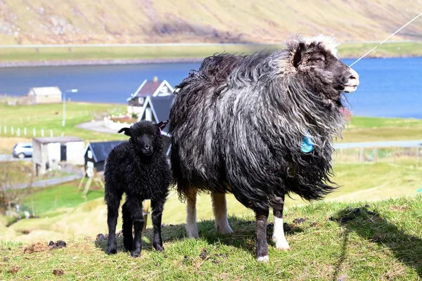 Πρόβατα στις Νήσους Φερόε — Φωτογραφία Αρχείου