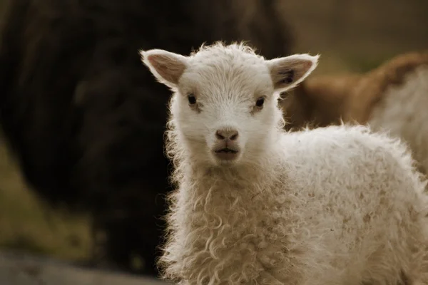 Moutons dans les îles Féroé — Photo