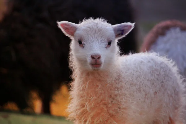 Schapen in de Faeröer — Stockfoto