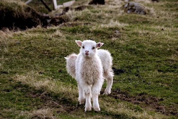 羊在法罗群岛 — 图库照片