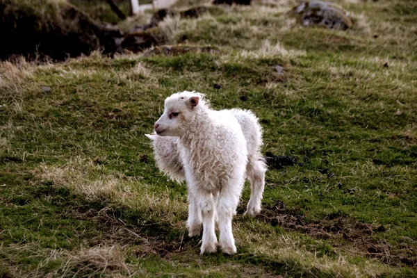 Faroe Adaları'koyun — Stok fotoğraf