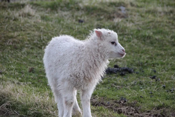 Faroe Adaları'koyun — Stok fotoğraf