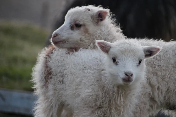 Owce na Wyspach Owczych — Zdjęcie stockowe