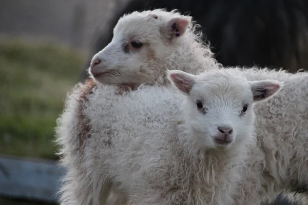 Schapen in de Faeröer — Stockfoto