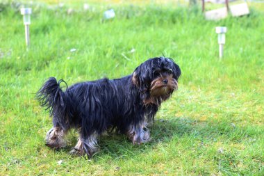Yavru bir yaz gününde açık havada 