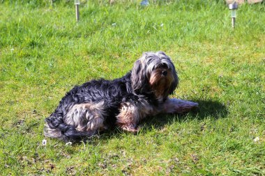 Yavru bir yaz gününde açık havada 