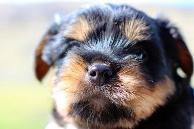 Yavru bir yaz gününde açık havada 