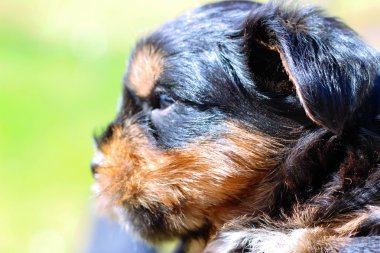 Yavru bir yaz gününde açık havada 