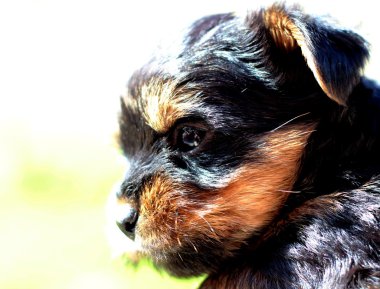 Yavru bir yaz gününde açık havada 