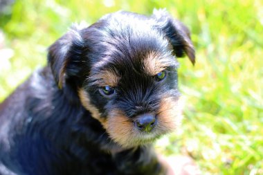 Yavru bir yaz gününde açık havada 