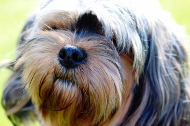 Yavru bir yaz gününde açık havada 