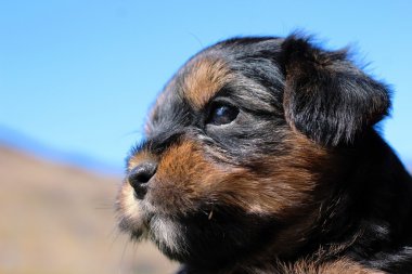 Yavru bir yaz gününde açık havada 