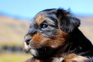 Yavru bir yaz gününde açık havada 