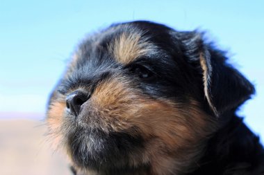 Yavru bir yaz gününde açık havada 