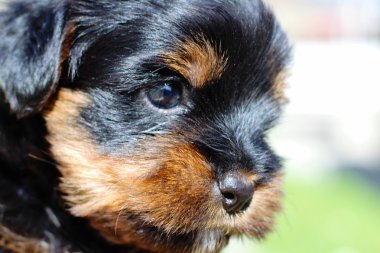 Yavru bir yaz gününde açık havada 