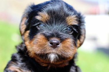 Yavru bir yaz gününde açık havada 