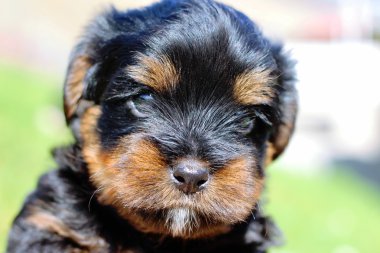 Yavru bir yaz gününde açık havada 