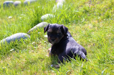 Yavru bir yaz gününde açık havada 