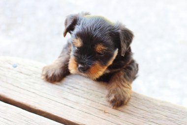 Yavru bir yaz gününde açık havada 