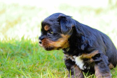 Yavru bir yaz gününde açık havada 