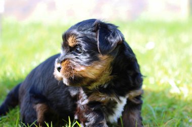 Yavru bir yaz gününde açık havada 