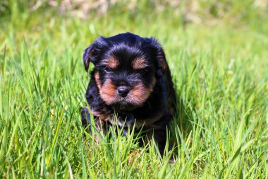 Yavru bir yaz gününde açık havada 