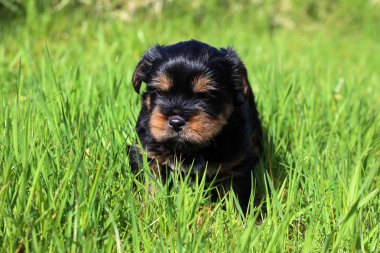 Yavru bir yaz gününde açık havada 