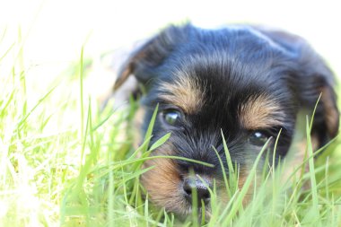 Yavru bir yaz gününde açık havada 