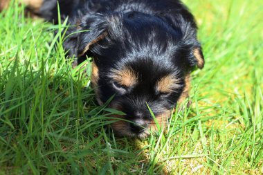 Yavru bir yaz gününde açık havada 