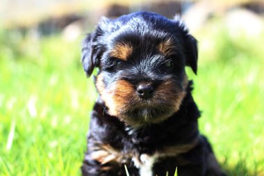 Yavru bir yaz gününde açık havada 