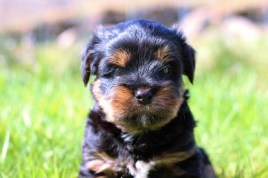 Yavru bir yaz gününde açık havada 