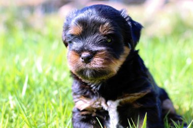 Yavru bir yaz gününde açık havada 