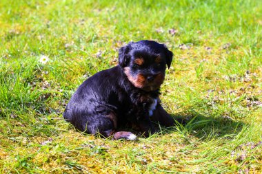 Yavru bir yaz gününde açık havada 