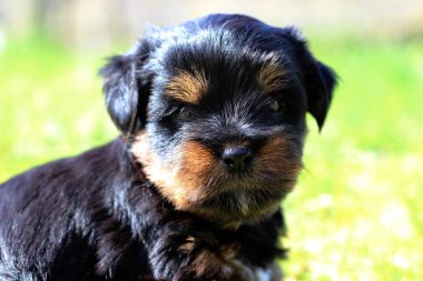 Yavru bir yaz gününde açık havada 