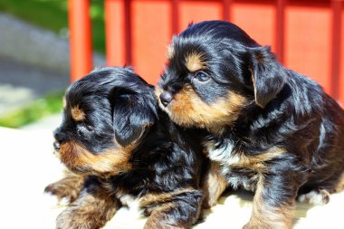 Yavru bir yaz gününde açık havada 