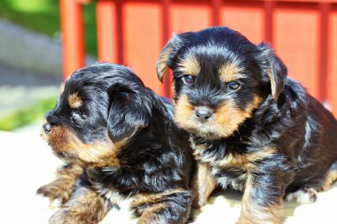 Yavru bir yaz gününde açık havada 