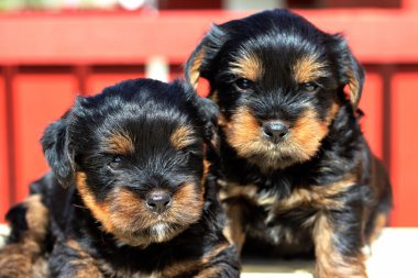 Yavru bir yaz gününde açık havada 