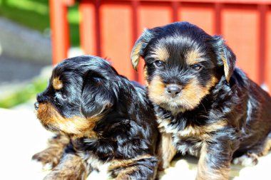 Yavru bir yaz gününde açık havada 