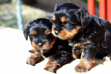 Yavru bir yaz gününde açık havada 
