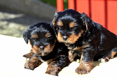 Yavru bir yaz gününde açık havada 