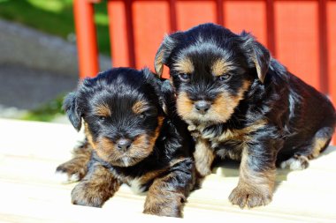 Yavru bir yaz gününde açık havada 