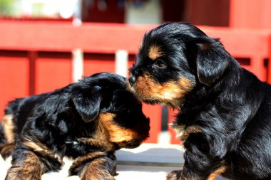 Yavru bir yaz gününde açık havada 