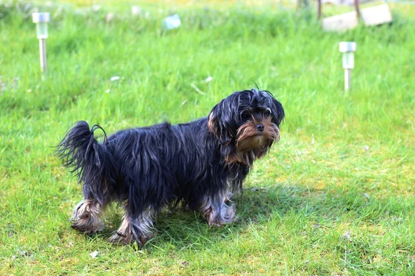 Yavru bir yaz gününde açık havada 