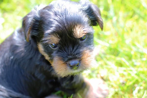 Yavru bir yaz gününde açık havada 