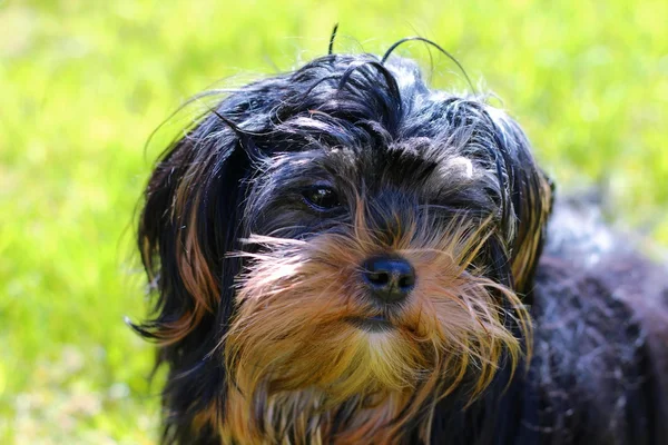 Yavru bir yaz gününde açık havada 