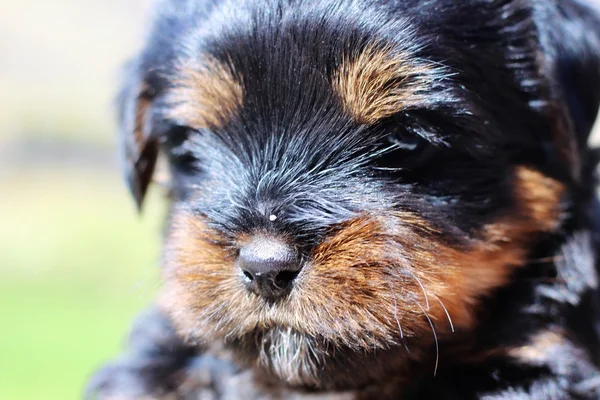 Cuccioli all'aperto in un giorno d'estate — Foto Stock