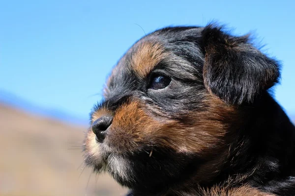 Yavru bir yaz gününde açık havada 