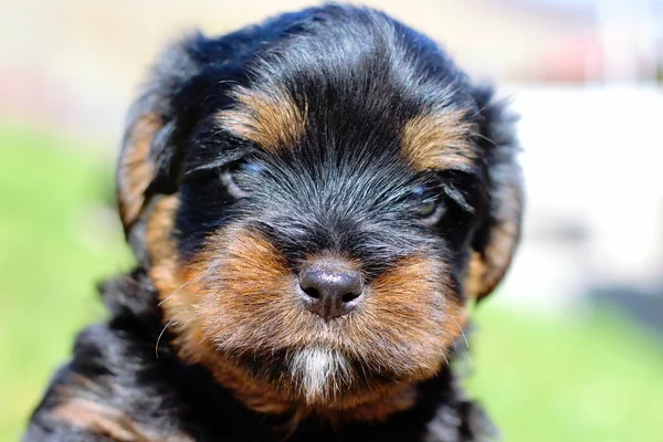 Yavru bir yaz gününde açık havada 